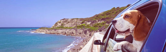 Top 10 Pet-Friendly Travel Destinations in 2024: Canada and the United States of America