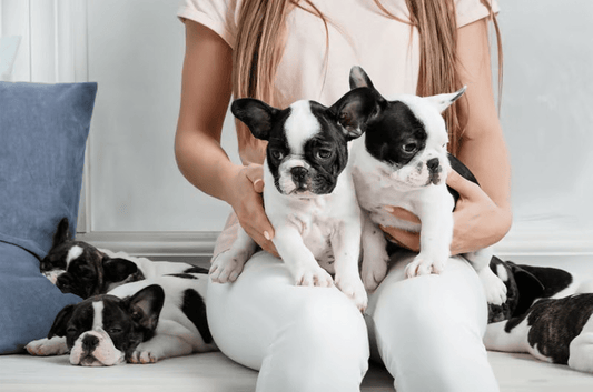 The Ultimate New Dog Owner's Guide: Essential Tips for Caring for Your Furry Friend