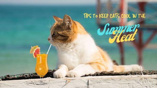 Comprehensive Summer Care for Cats: A Detailed Guide