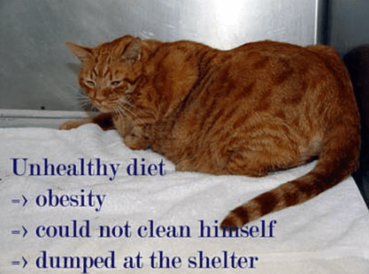 Cat Health and Nutrition Guide: How to Choose the Best Cat Food and Prevent Common Feline Health Issues