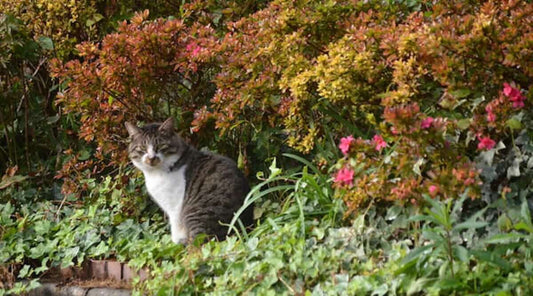 Comprehensive Spring and Autumn Care for Cats: A Detailed Guide