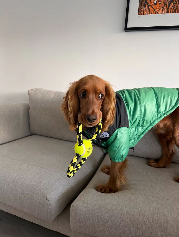A dog wear a green jacket stand on a sofa for warm itself in Winter - Customer review photo