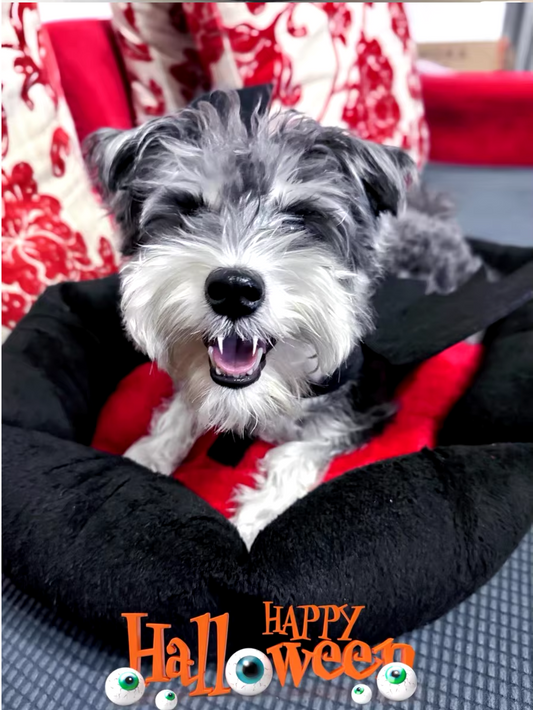 Cat sleeping in a Halloween-themed plush pet nest bed.