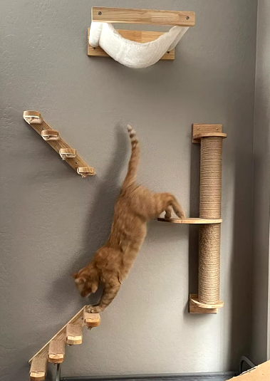 A cat is crawl down from the wall climbing frame - Customer review photo