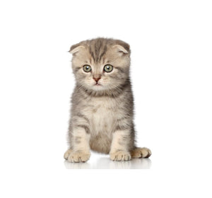 Scottish Fold (Gentle and quiet)