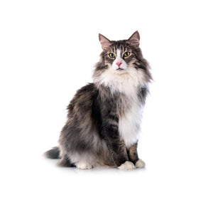 Norwegian Forest (Energetic and adventurous)