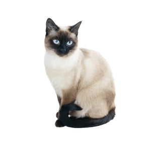 Siamese (Highly social)