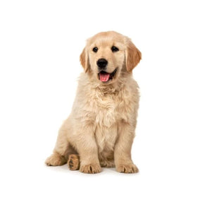 Golden Retriever (Friendly, intelligent, and loyal)