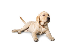Labrador Retriever (Friendly, intelligent, and energetic)