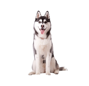 Siberian Husky (Energetic, independent, and playful)