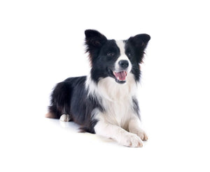 Border Collie (Highly intelligent, energetic, and obedient)