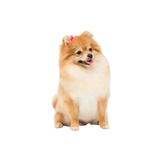 Pomeranian (Friendly, energetic, and social)
