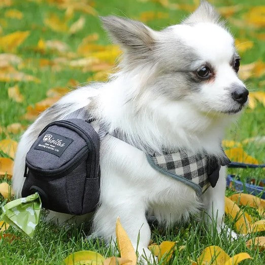 White dog wearing treat pouch and poop bag dispenser for outdoor walks