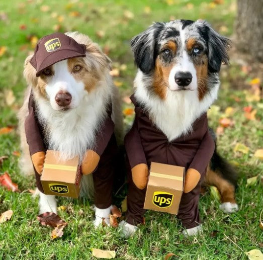 Two dogs wearing UPS delivery dog costumes, perfect for Halloween or funny pet outfit photos