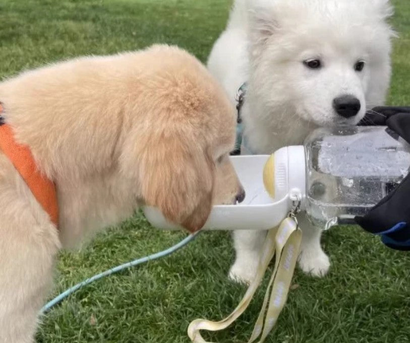 Portable water bottle and bowl set for dogs, one dog drinking water while another waits patiently.