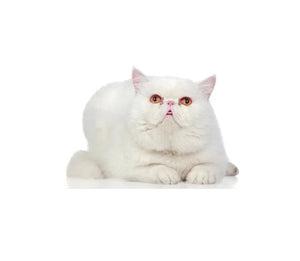 Exotic Shorthair (Gentle and affectionate)