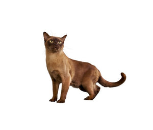 Burmese (Lively and highly social)