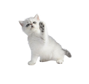 Chinchilla Persian (Elegant and gentle)