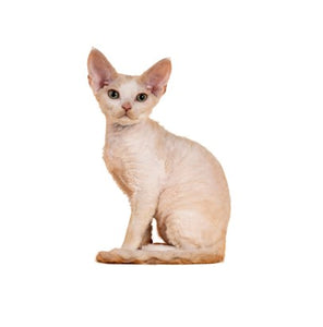 Devon Rex (Playful and affectionate)