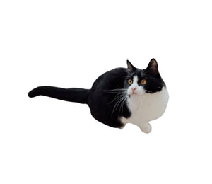 Tuxedo (Charming and full of personality)