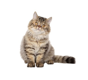 Persian (Beloved and elegant)