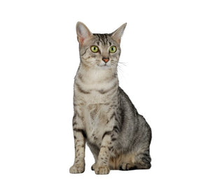 Egyptian Mau (Intelligent, curious, and highly active)