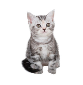 American Shorthair (Friendly, adaptable, and great companions)