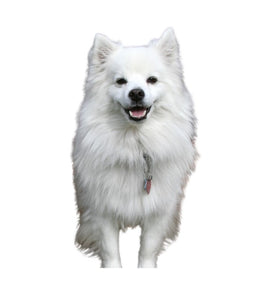 American Eskimo (Friendly, alert, and highly intelligent)