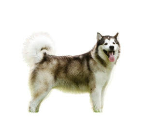 Alaskan Malamute (Strong, independent, and active)