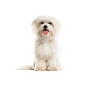 Maltese (Gentle, affectionate, and playful)