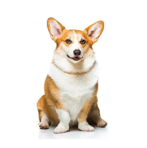Corgi (Friendly, energetic, and intelligent)