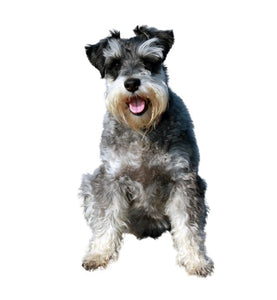Schnauzer (Lively, confident, and loyal)