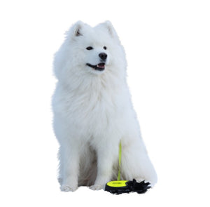 Samoyed (Friendly, energetic, and affectionate)