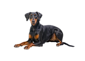 Doberman Pinscher (Loyal, intelligent, and protective)