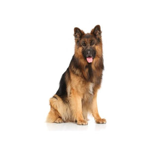 German Shepherd (Smart, brave, and loyal)