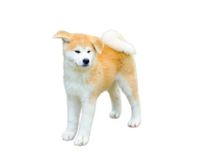 Akita Inu (Loyal, courageous, and independent)
