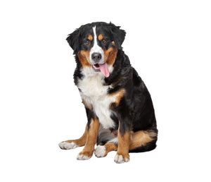 Bernese Mountain (Gentle, loyal, and affectionate)