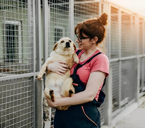 Donaciones a refugios de animales