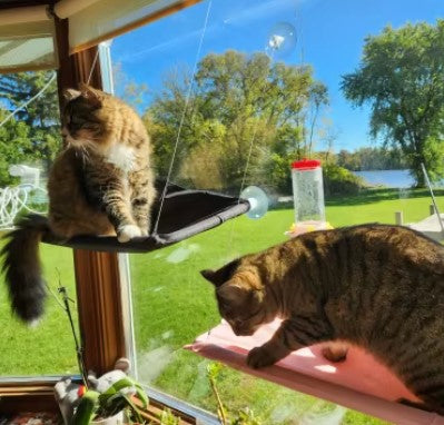 Two cat relax on a window cat bed, one cat is looking inside and a cat prepare to jump down to the floor - Customer review photo
