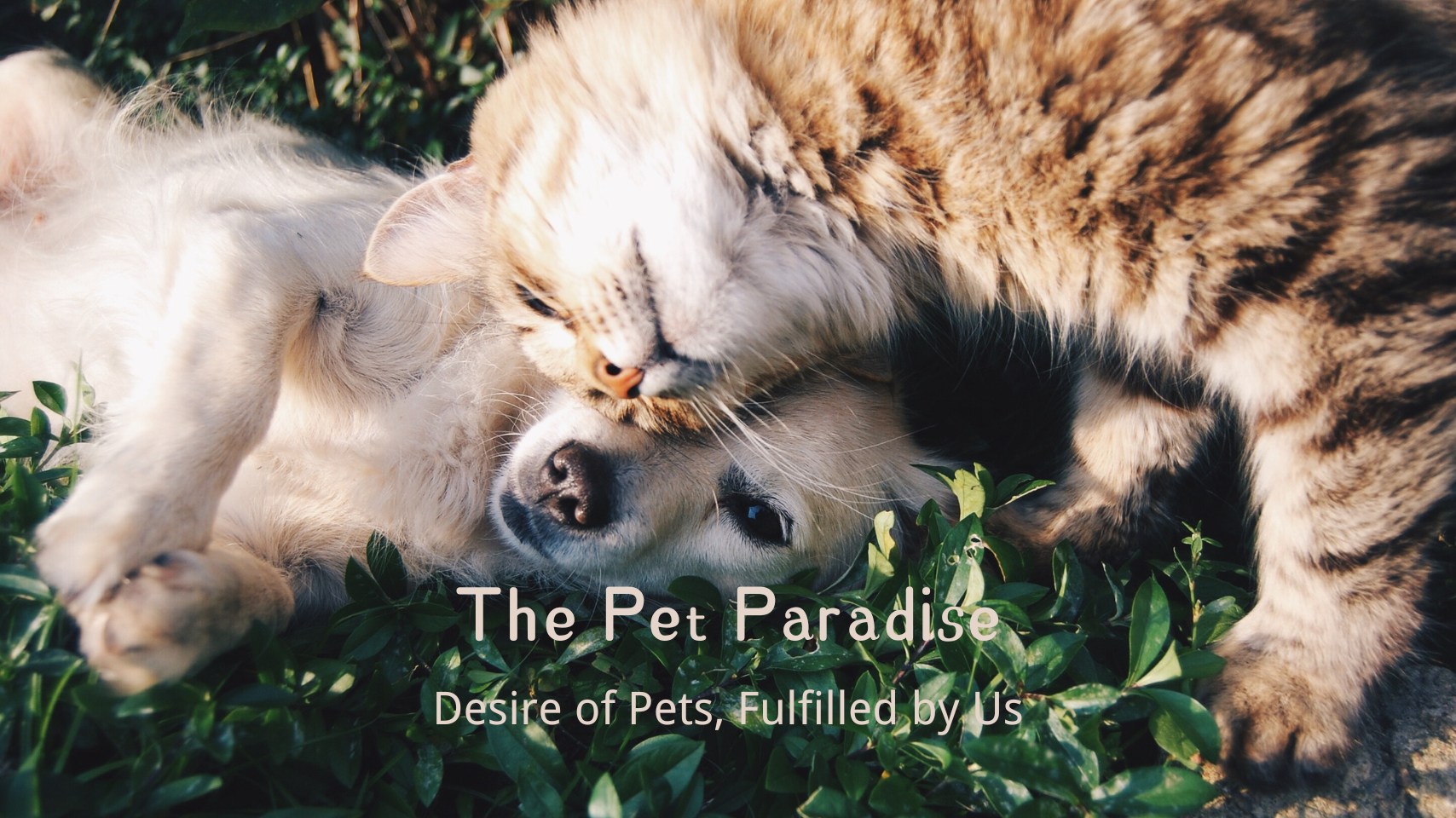 The Pet Paradise – Dog and cat lying on grass with slogan: Desire of Pets, fulfilled by Us