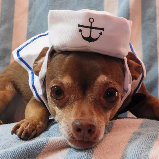 Cat wearing a funny navy sailor costume with a sailor hat and collar, looking stylish and adorable.