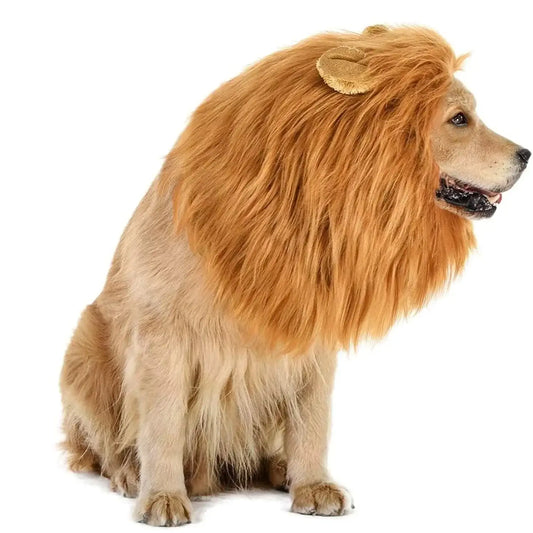 Dog wearing a fluffy lion mane costume hat.