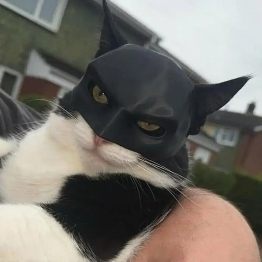 Cat wearing a black bat-inspired superhero mask, posing confidently for Halloween.