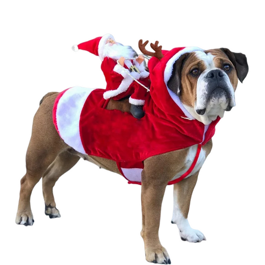 Dog wearing Christmas costume with plush Santa sitting on its back like a rider