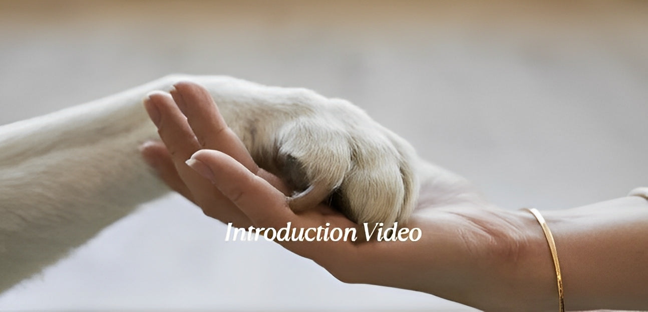 Rechargeable 6-speed dog nail grinder with LED lights and diamond bit for safe pet grooming