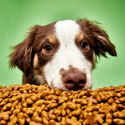 How to Choose the Right Dog Food: A Comprehensive Guide for Pet Owners