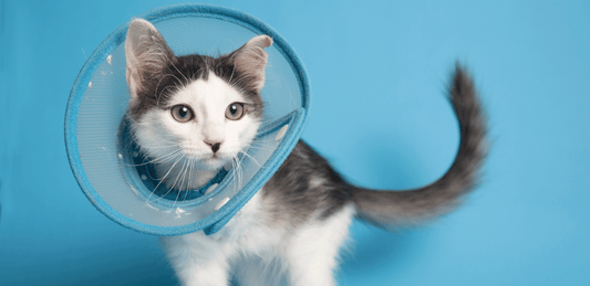 The Benefits of Spaying and Neutering Cats: Improving Health, Behavior, and Quality of Life