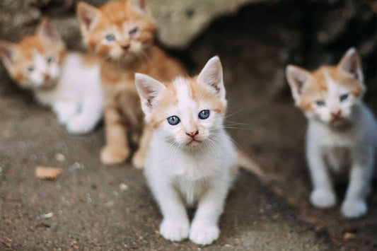 A Comprehensive Guide to Cat Socialization Training: From Basic to Advanced Steps