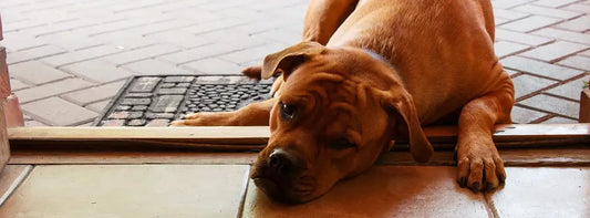 The Ultimate Guide to Calming Dog Anxiety