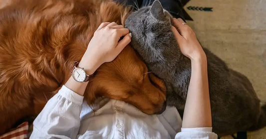 The Impact of Pets on Mental Health: How Cats and Dogs Improve Wellbeing